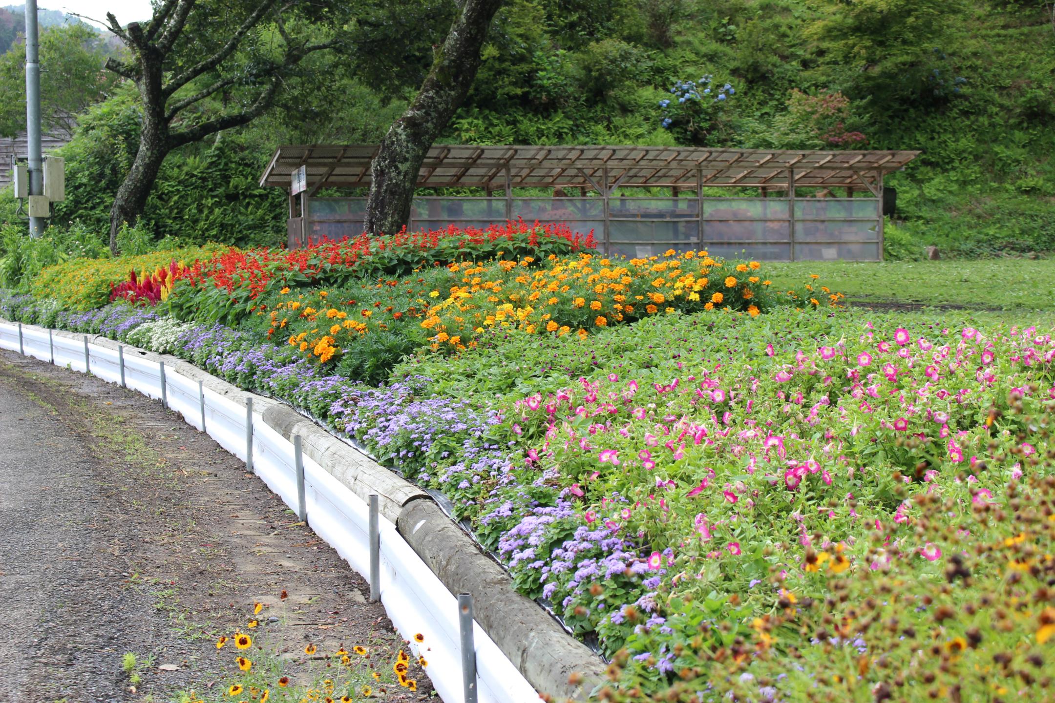 千松自治会の花壇
